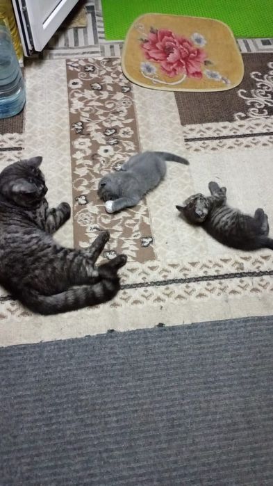 Продам котят породистых