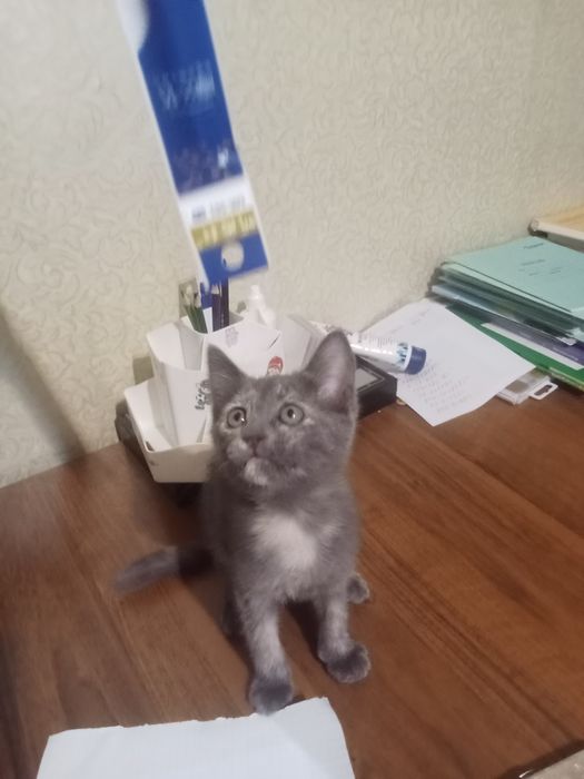 Отдам котенка 2 месячного