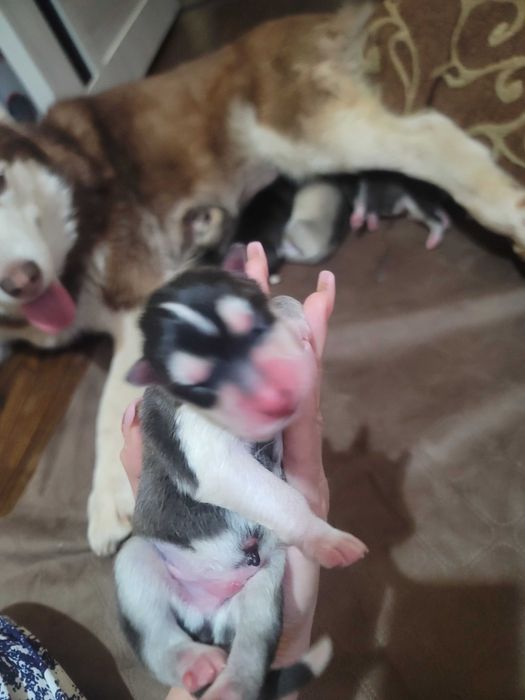 Девочка родилась 14февраля красотка с разными глазами читайте опесание