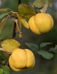 Pomi Fructiferi Glia Stramoseasca (Soiuri de Gutui )