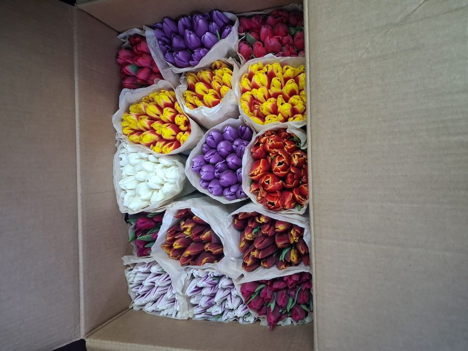 Продам Голландские тюльпаны