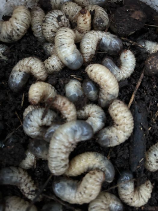 Продам личинок .