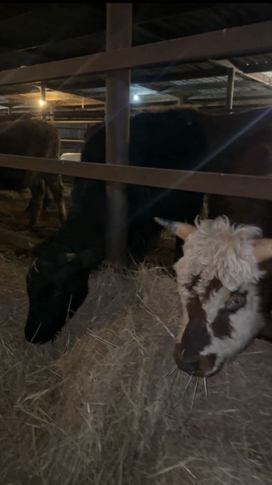 11 голов. бычков