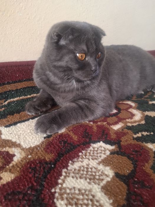 Mushuk sotiladi uychasi bilan