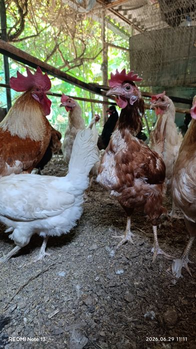 Продам домашних кур.