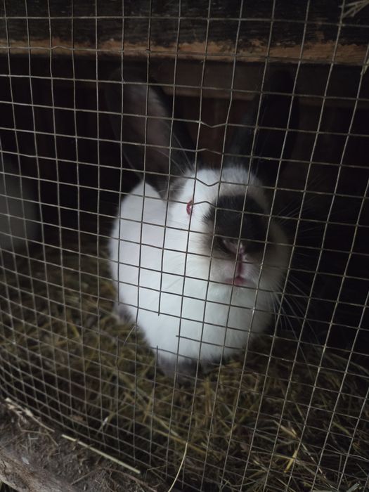 Vând iepuri.      .