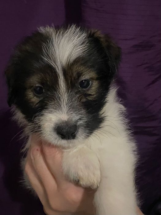 Щенятки привиты 2 мес