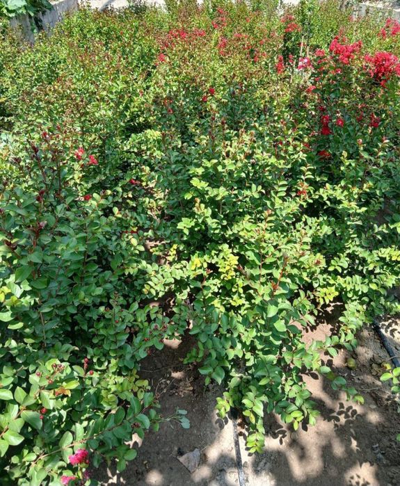 Siren Indiyski DINAMIT