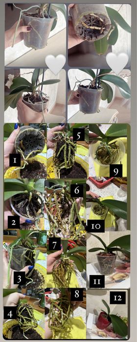 Орхидеи , реанимация и пересадка