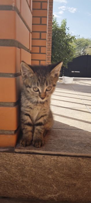 Котенки три штуки