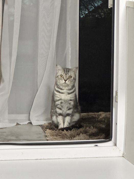 Отдам кошку в добрые руки