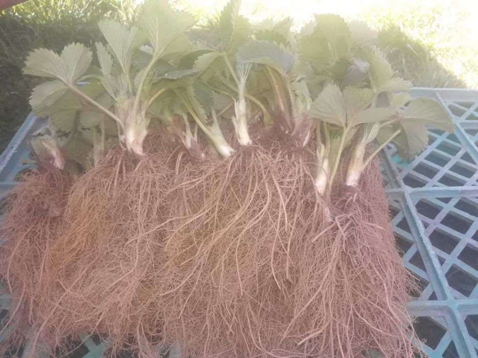 Целогодишен разсад малини и ягоди от производител