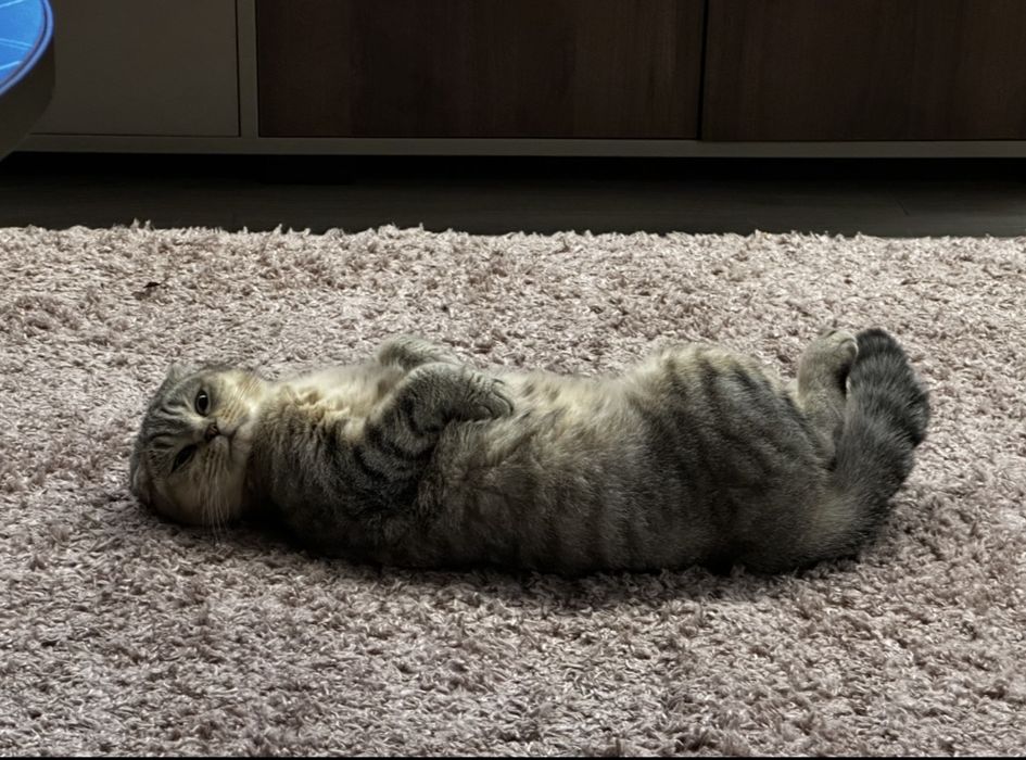 Британско клепоухо коте на 3г.