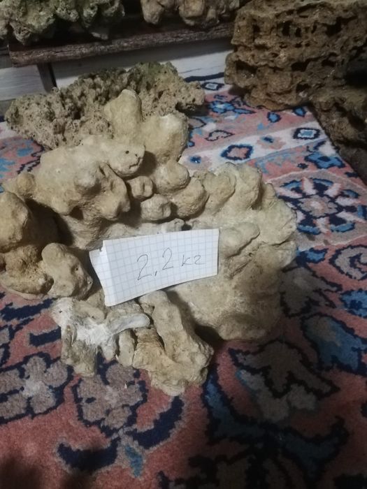 кораллы, песчаник в аквариум