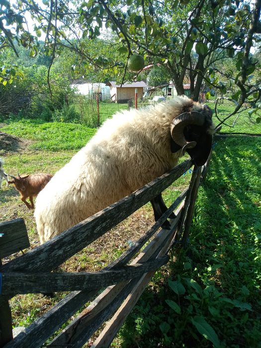 Berbec de vinzare