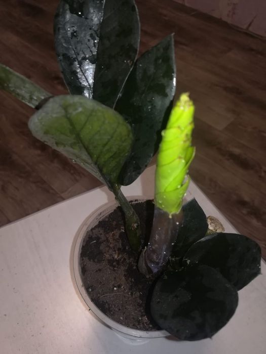 Красота на подоконник