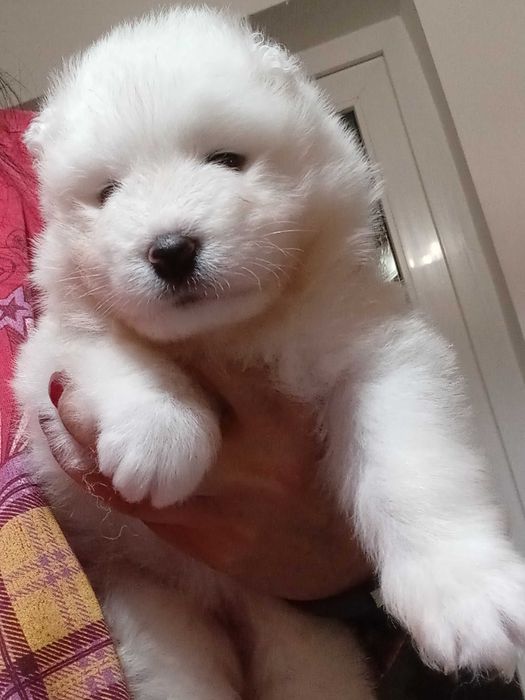 Fetiță samoyed, pedigree A ,FCI