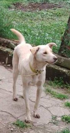 Подарява се кученце Аксел