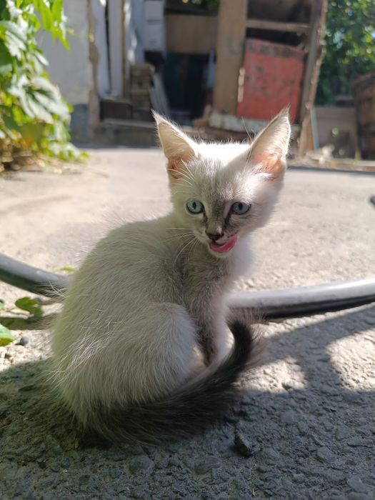 Отдам кота в хорошие руки