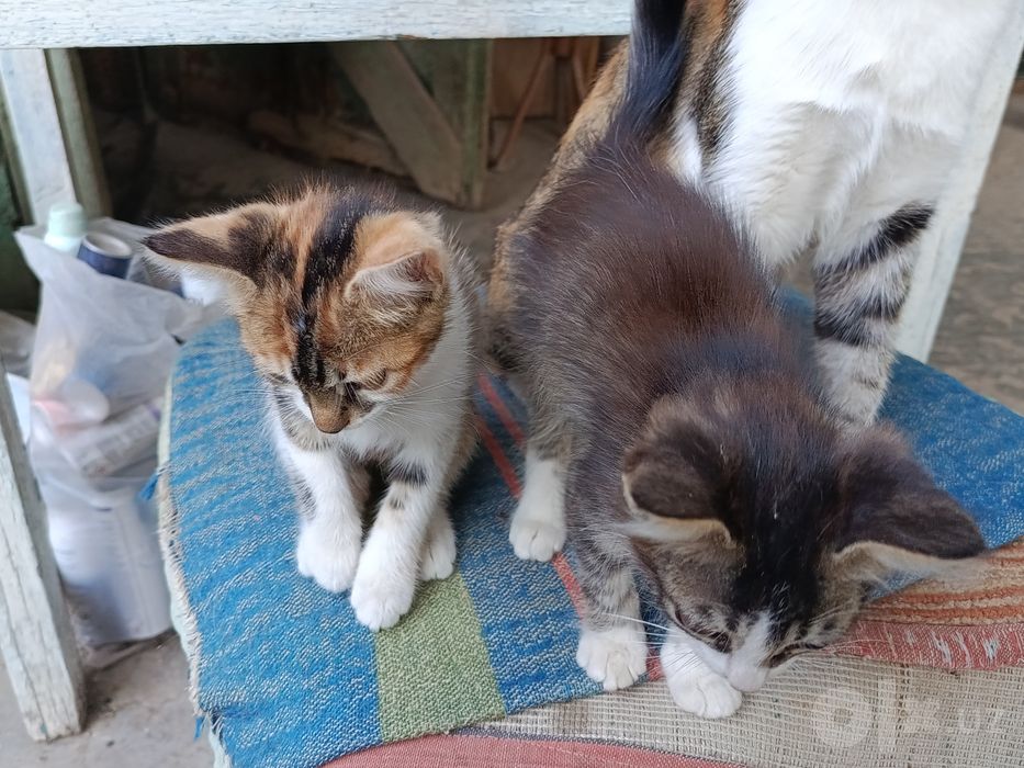 Котенок пристраивается.