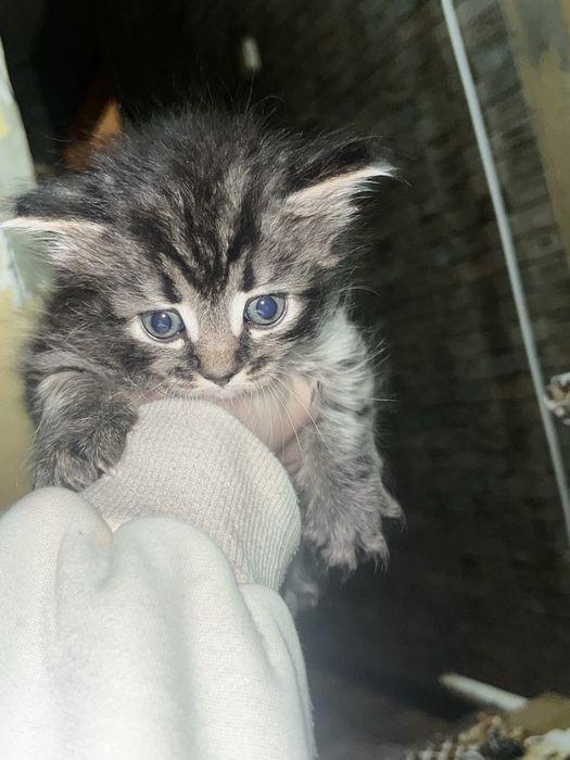 Отдадим котят в добрые руки