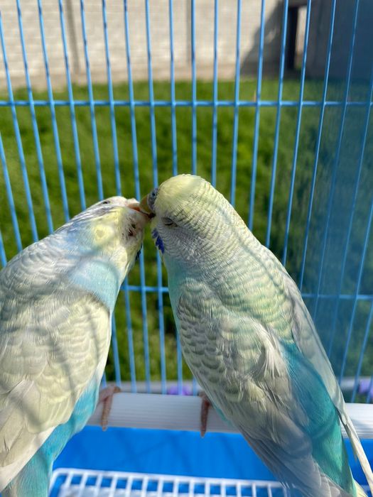 Продам пара попугай  комплект