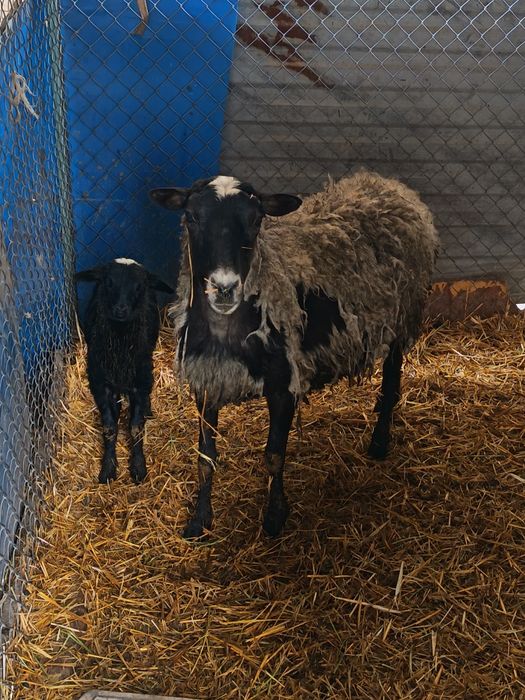 Рамановские бараны