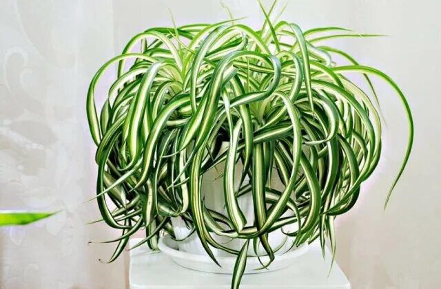 Хлорофитум Кудрявый