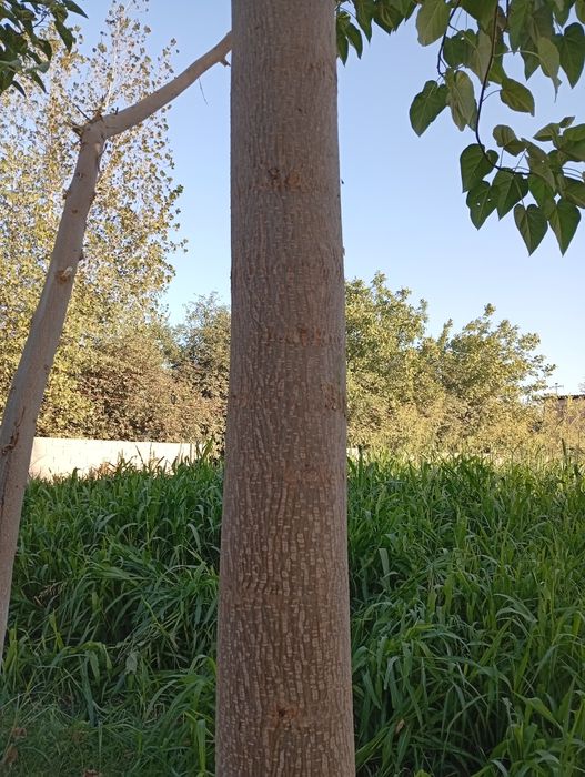 5 yillik pavlano daraxtlari sotiladi.