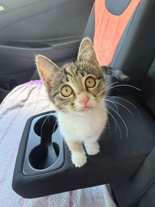 Котенок в добрые руки