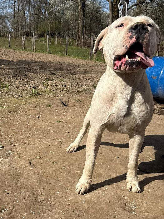 Mascul Dogo argentino 3 ani