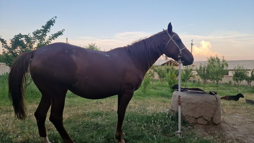 Ot sotilad yosh 5 yosh togdan tushdi yeb ichishi zor.