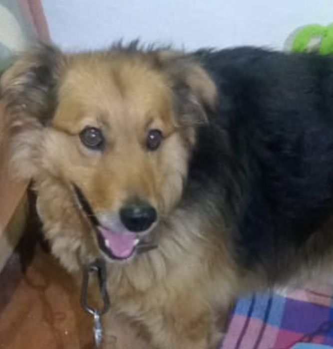 Отдам в добрые руки