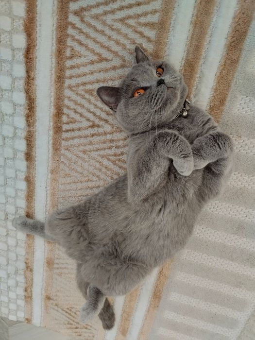 Таби британски котенца и тъмен шоколад