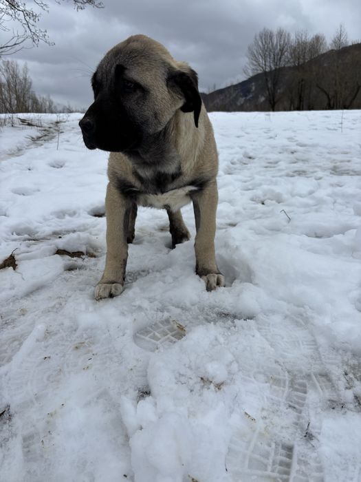 Kangal malakli cu pedigree
