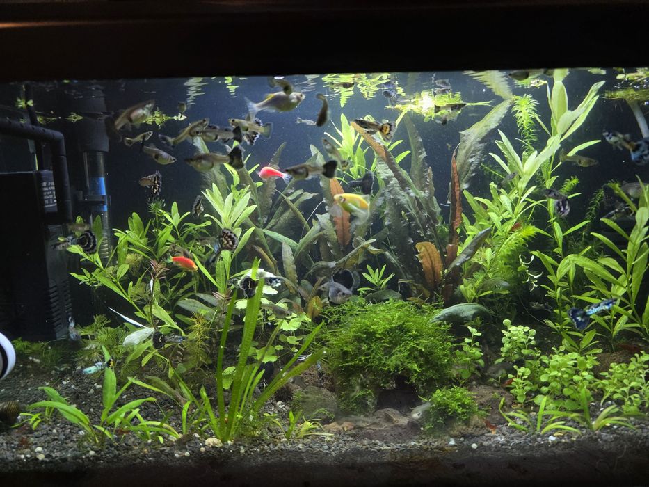 Pesti Acvariu / Guppy si Creveti