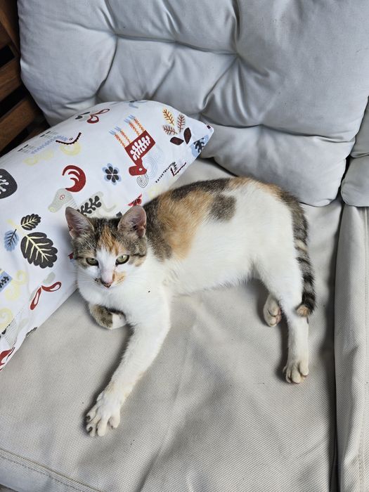 Adopție pisicuța sterilizată - Bănești, Prahova