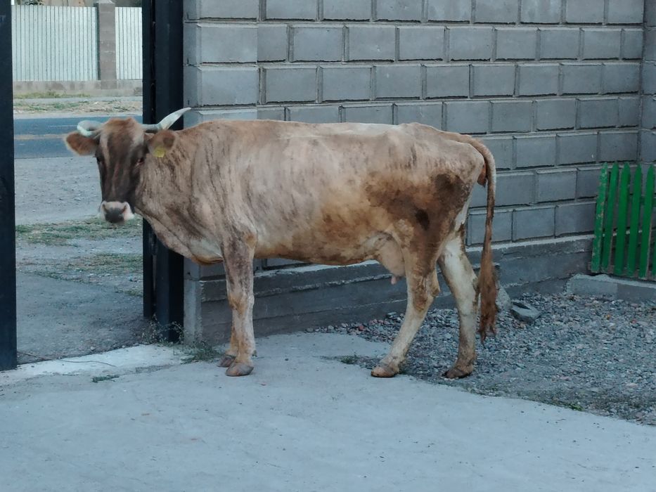 Сауын сиыр 5 айлық еркек бұзауымен сатылады