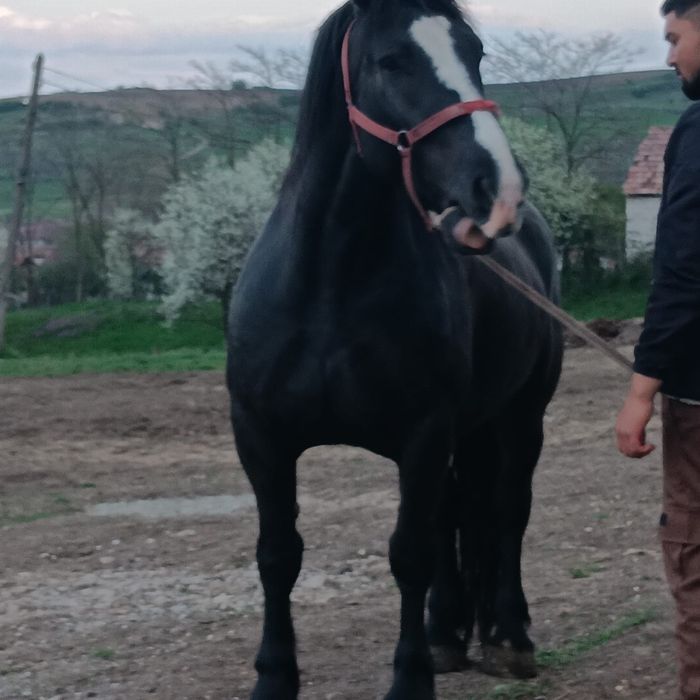 Vand sau schimb  iapa de 4-5 Ani