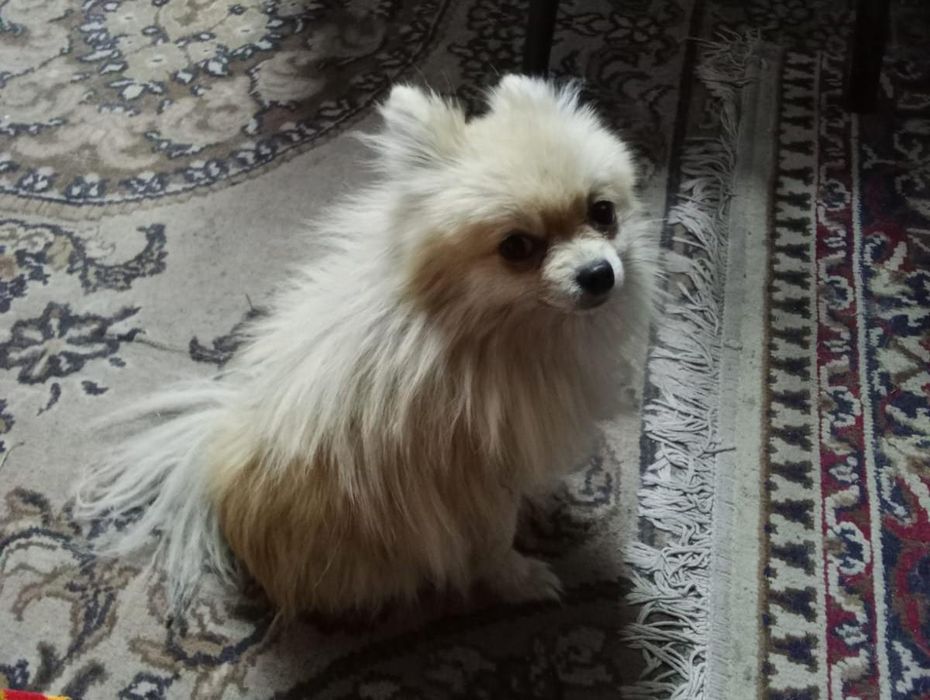 Продам щенка шпиц