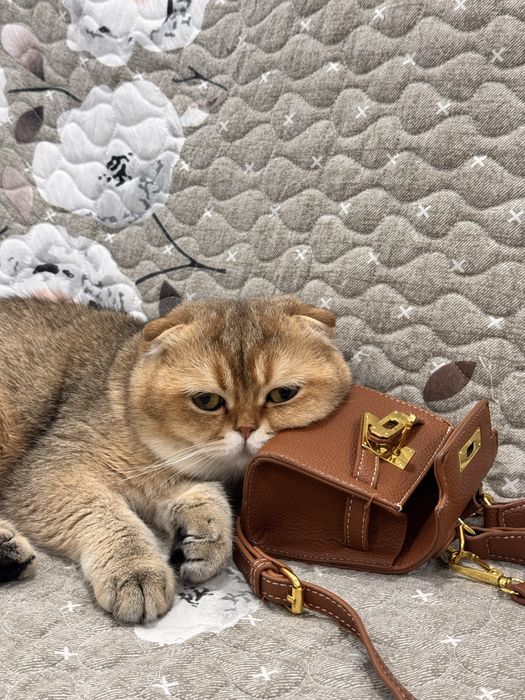 Vyazka uchun kuyovbola Zolotaya shinshilla ny12