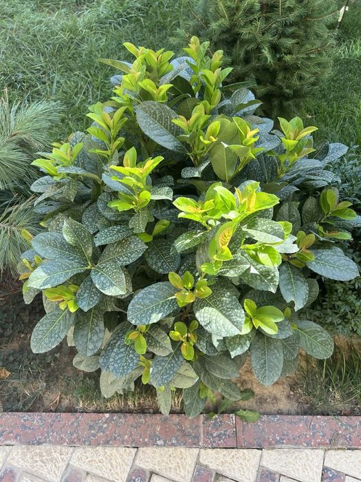 Лавровишня (Новида)
Италия оригинал.
Баландлиги-80см.
Эни-85см.
Нархи-