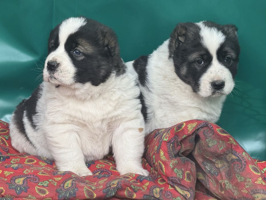 Төбет күшіктері сатылады