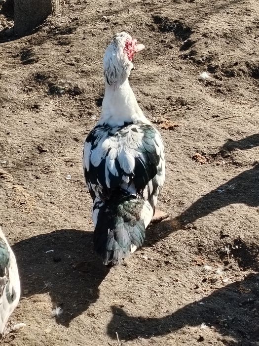 Ratoi muti din vara anului trecut