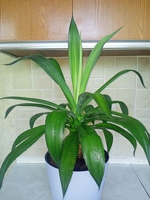 Агава, многолетняя