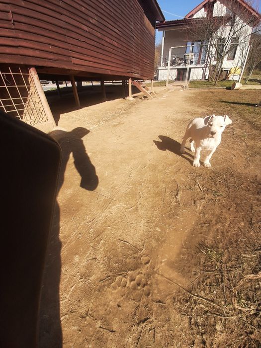 Femela dog argentinian