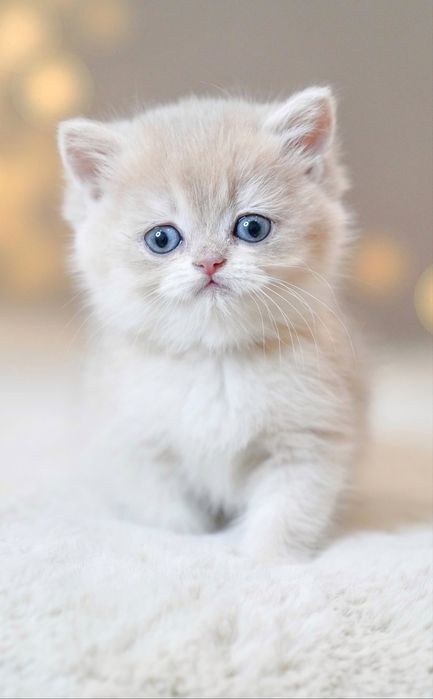 Британская золотая  шиншилла