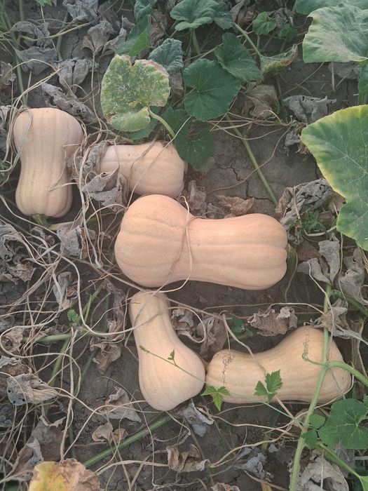 Dovleci Plăcintari