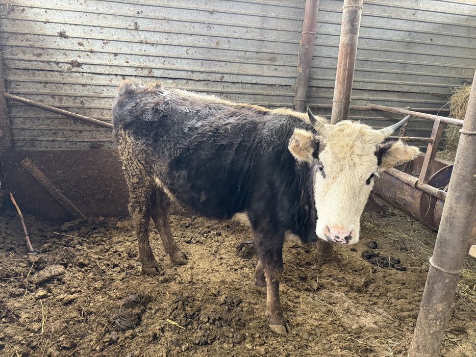 Сиыр құнажын сүтті корова