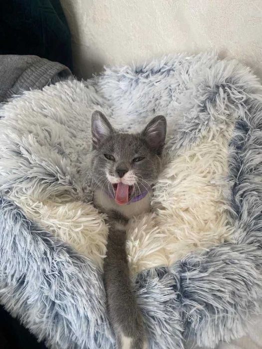 Меко кръгло легло с качулка за котки, за котка, куче, кучета - 4332